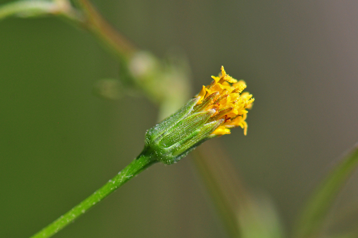 Fewflower Beggarticks has bracts or phyllaries surrounding the floral head usually oblong to lanceolate in shape. Bidens leptocephala